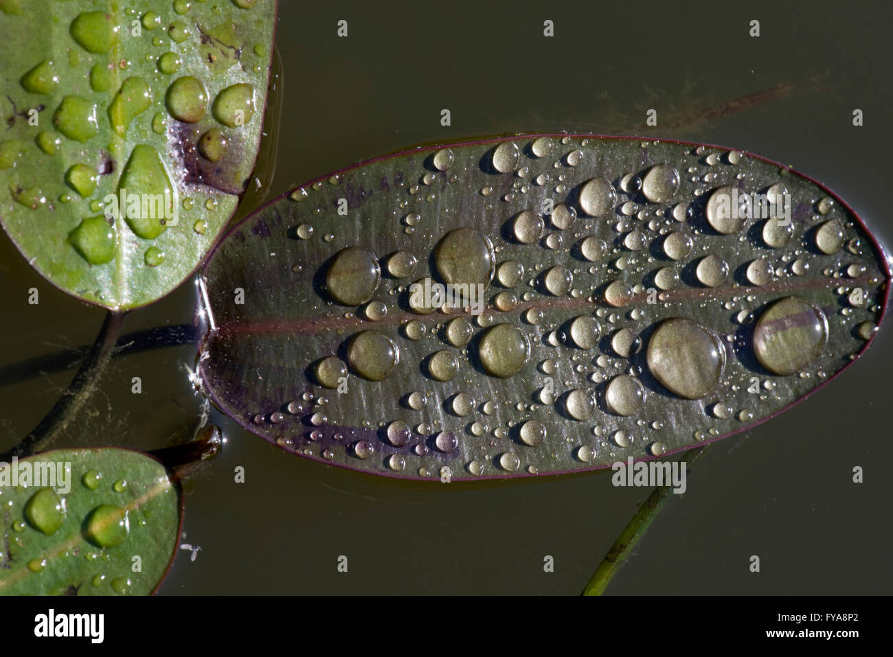 Rain water droplets on the leaf of water hawthorn or Aponogeton distachyos on a pond surface Stock Photo