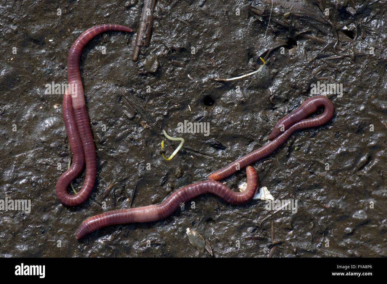 Brandling worms, redworm, tiger wor, Eisenia fetida, on surface of rotting organic material Stock Photo