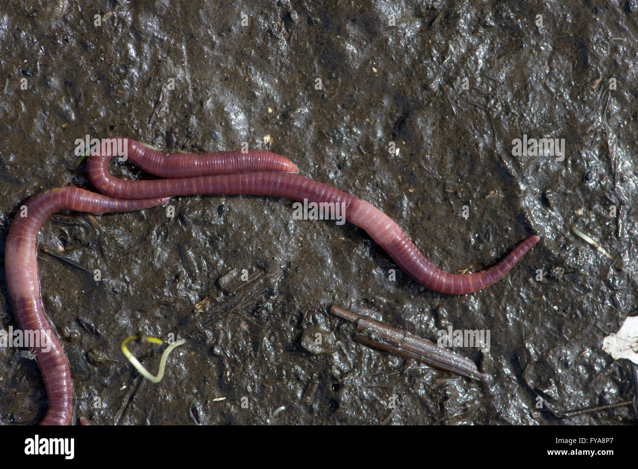 Brandling worms, redworm, tiger wor, Eisenia fetida, on surface of rotting organic material Stock Photo