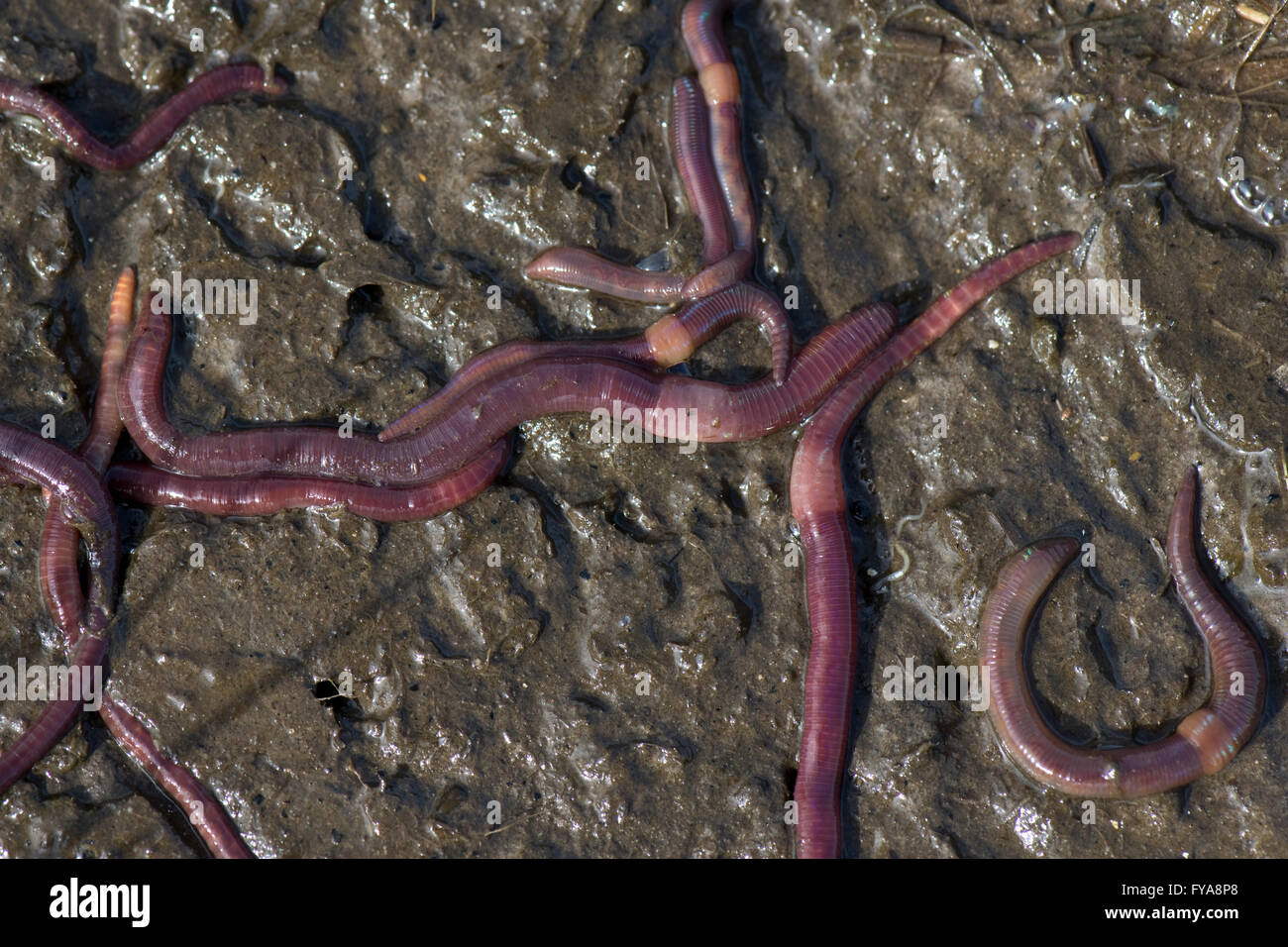 Brandling worms, redworm, tiger wor, Eisenia fetida, on surface of rotting organic material Stock Photo
