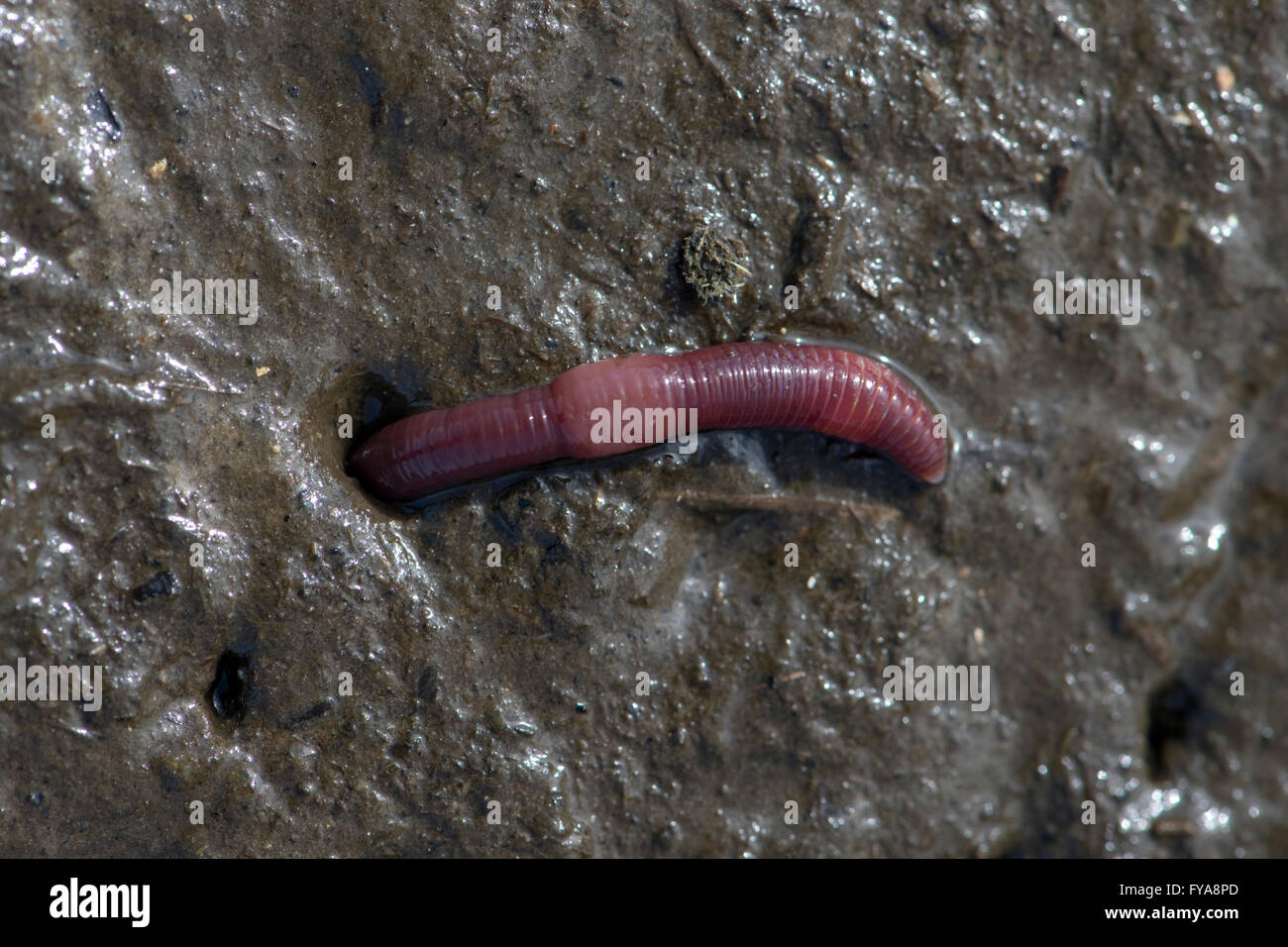 Brandling worm, Eisenia fetida,retreating into soil 'burrow' on surface of rotting organic material Stock Photo