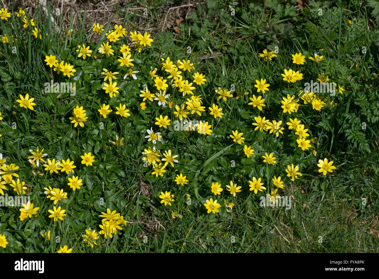 Lesser celandines, Ficaria verna, yellow flowering spring buttercup-like plant Stock Photo