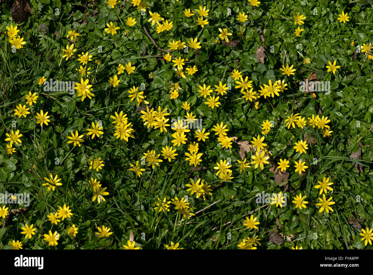 Lesser celandines, Ficaria verna, yellow flowering spring buttercup-like plant Stock Photo