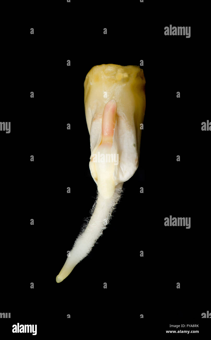A germinating maize or corn seed, Zea mays, with radicle, root and coleoptile growth developing Stock Photo