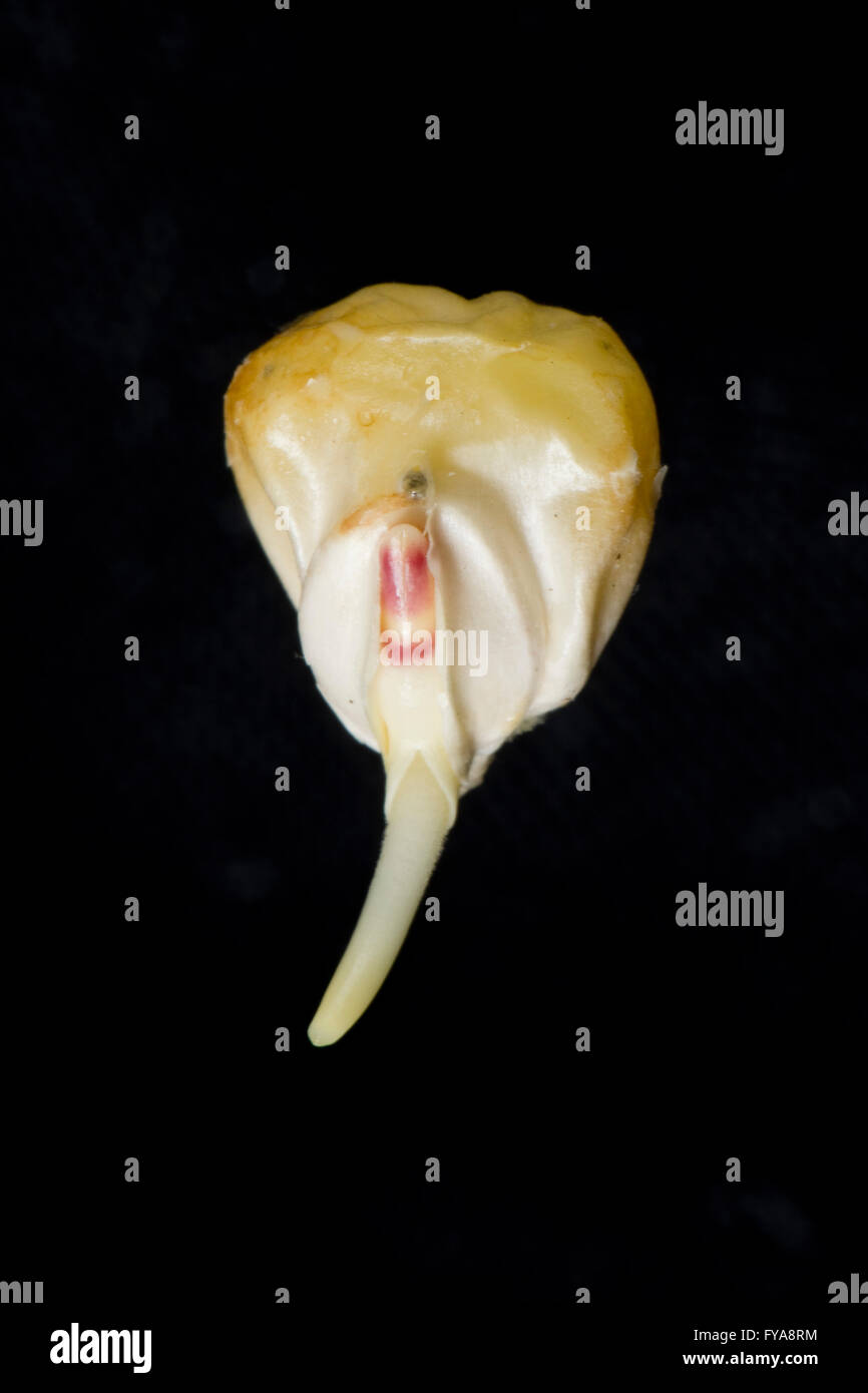 A germinating maize or corn seed, Zea mays, with radicle, root and coleoptile growth developing Stock Photo