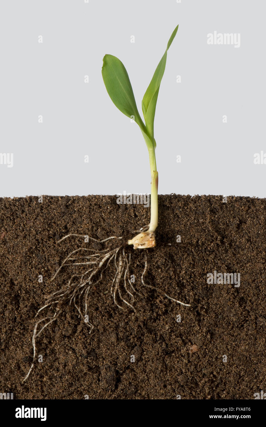 A Seedling Corn Or Maize Plant Zea Mays Showing Roota And Early