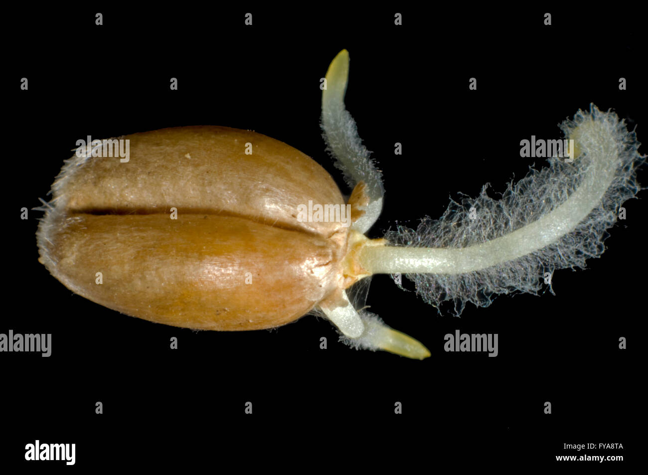 A germinating seed if winter wheat, Triticum aestivum, with radicle