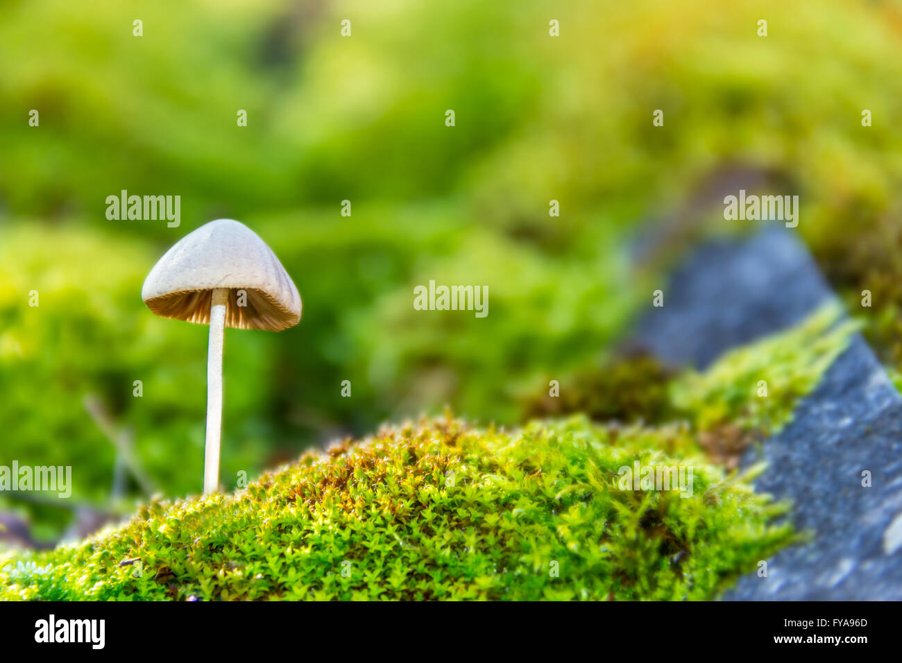 Forest toadstool in sunrise Stock Photo
