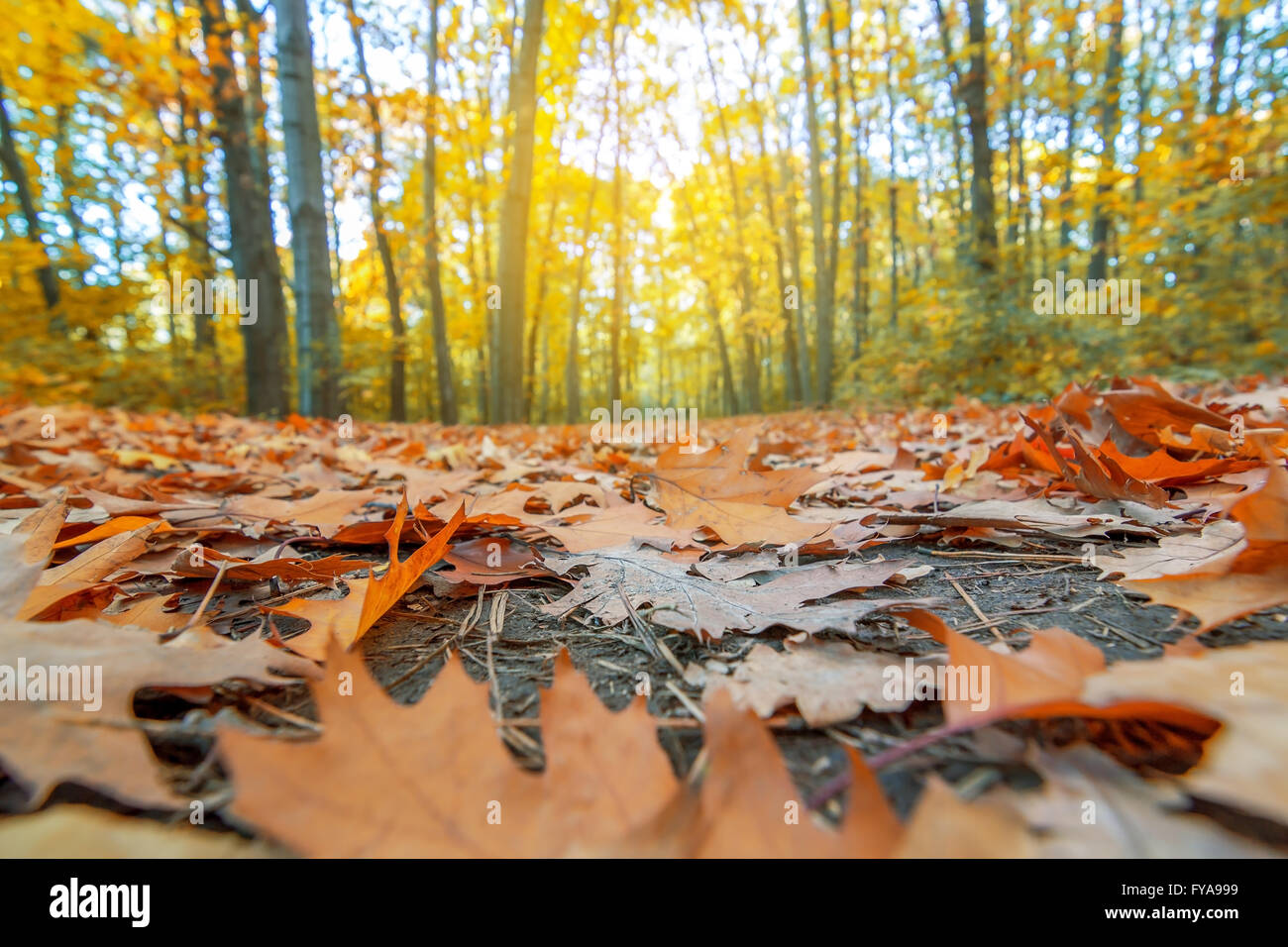 beautiful leaves in autumn in november morning Stock Photo - Alamy