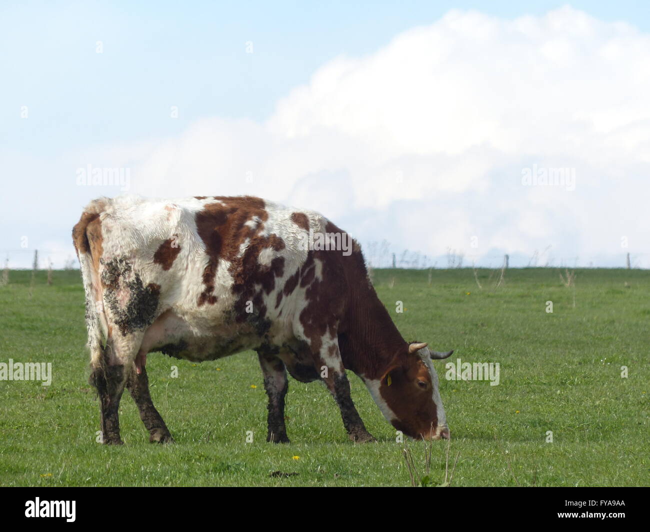Cow feeding on green pasture Stock Photo