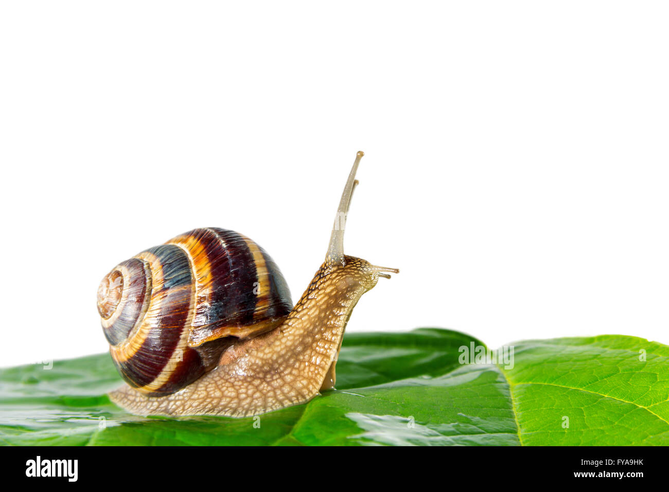 snail isolated on white background green leaf Stock Photo - Alamy