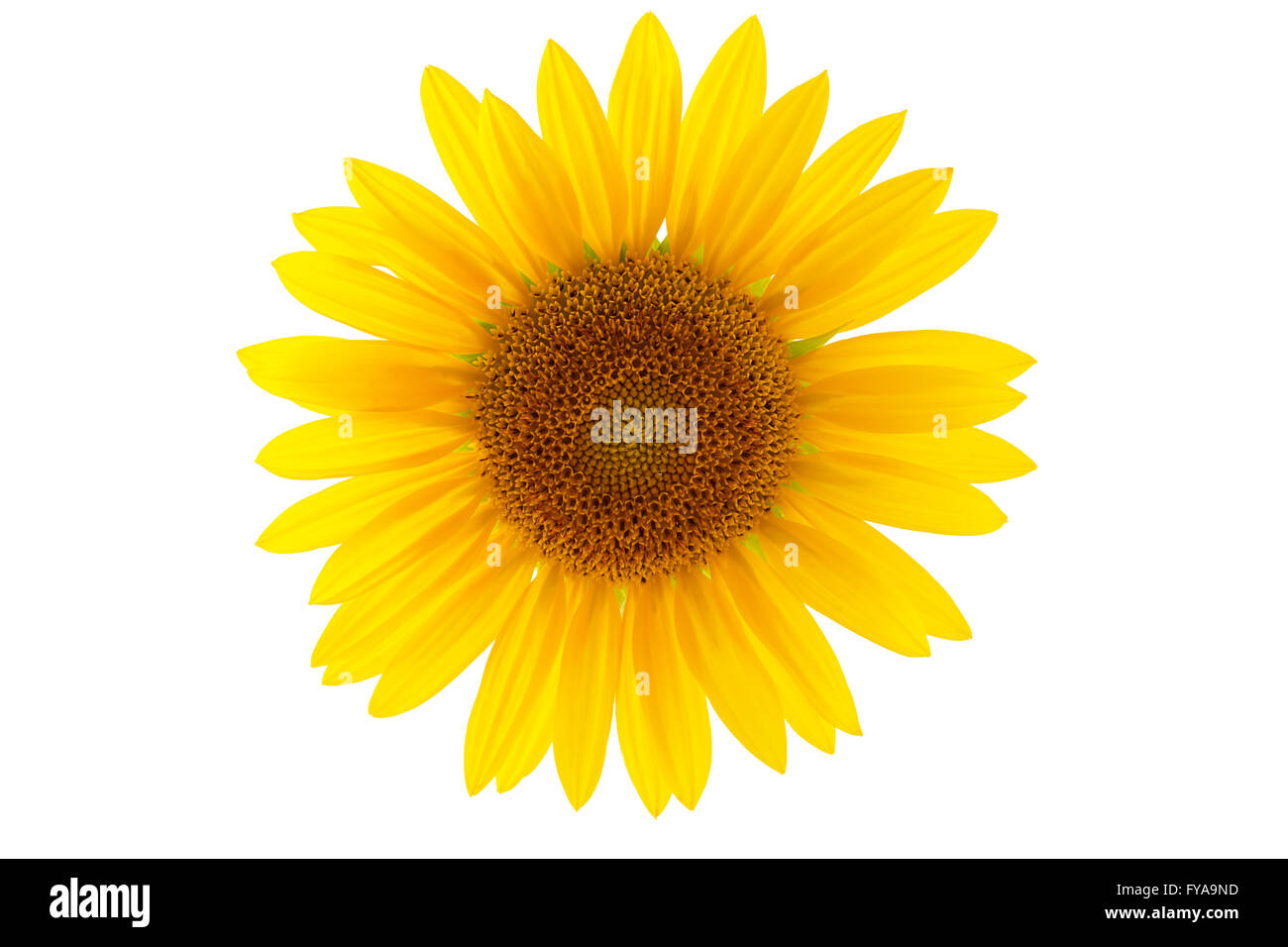 Sunflower isolated on white background Stock Photo - Alamy