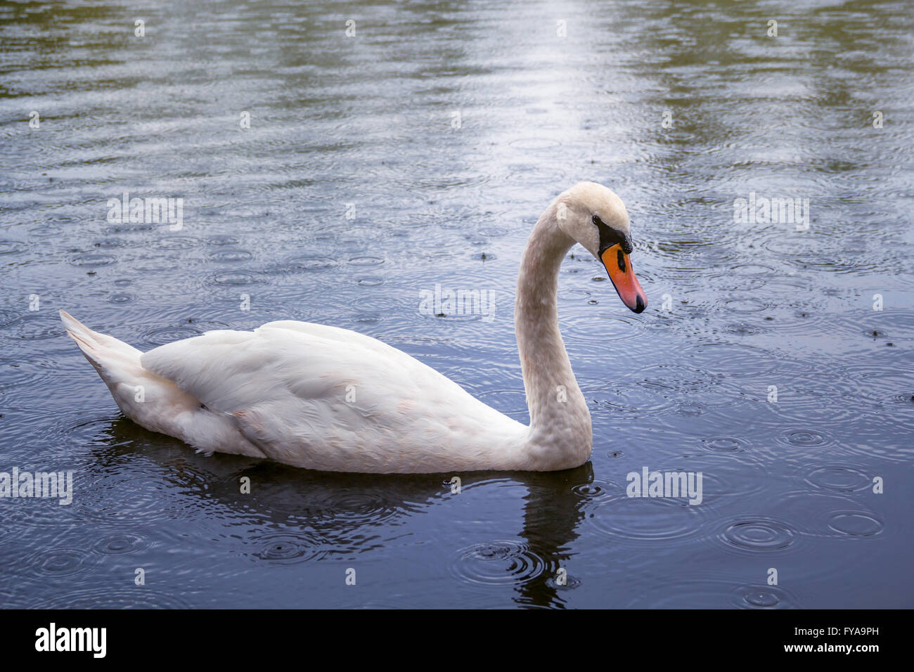 When It Rains It Swans >> Swan Swimming In Rain In Stock Photos Swan Swimming In Rain In When It Rains It Swans >> Swan Swimming In Rain In Stock Photos Swan Swimming In Rain In