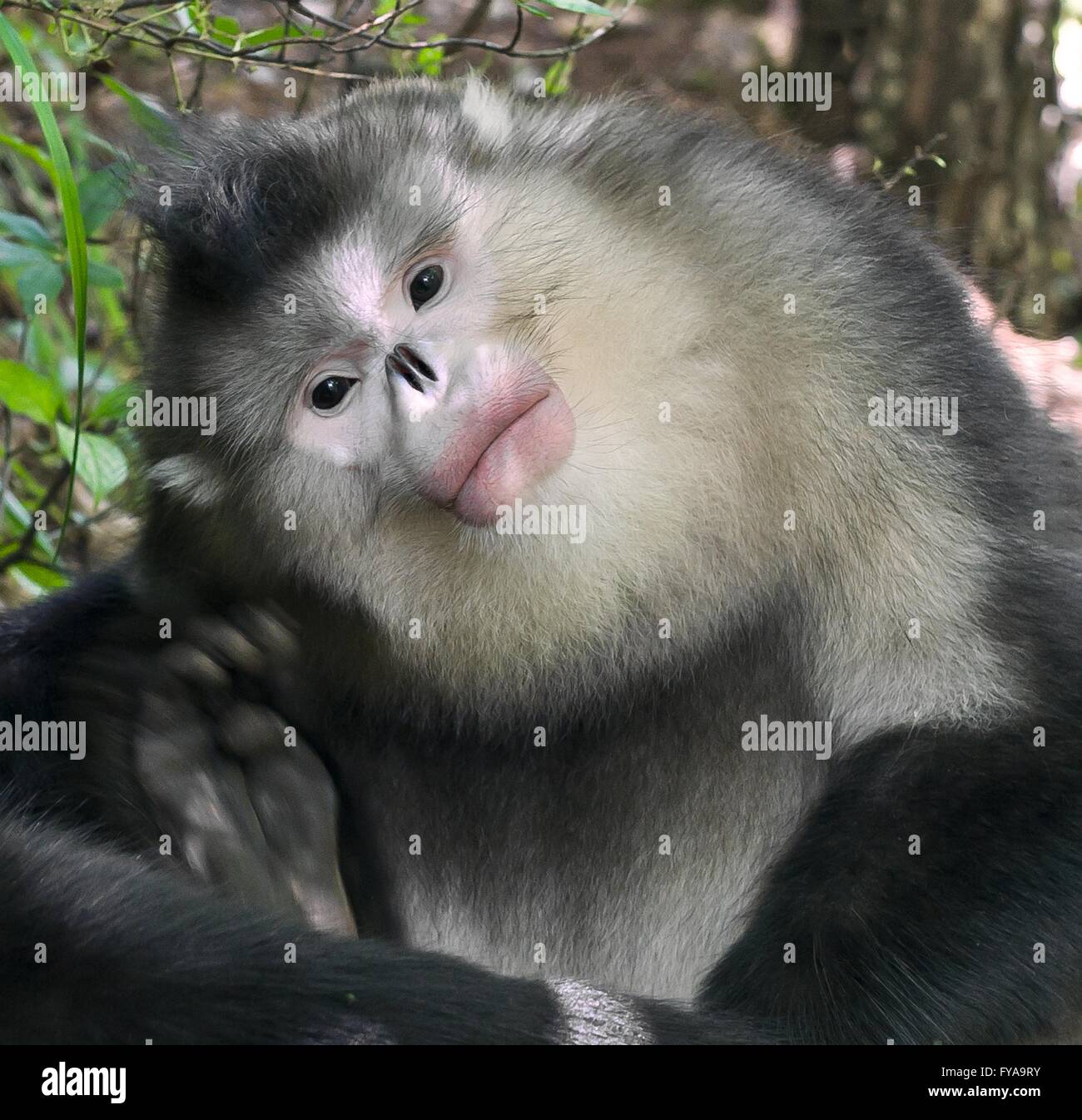 Black snub-nosed monkey Stock Photo