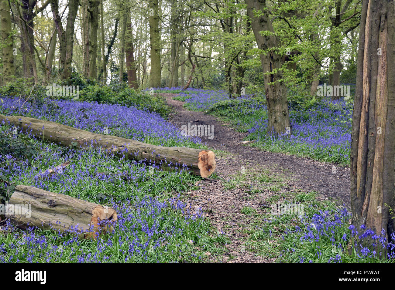 Bluebells in Sherrardspark woods Stock Photo
