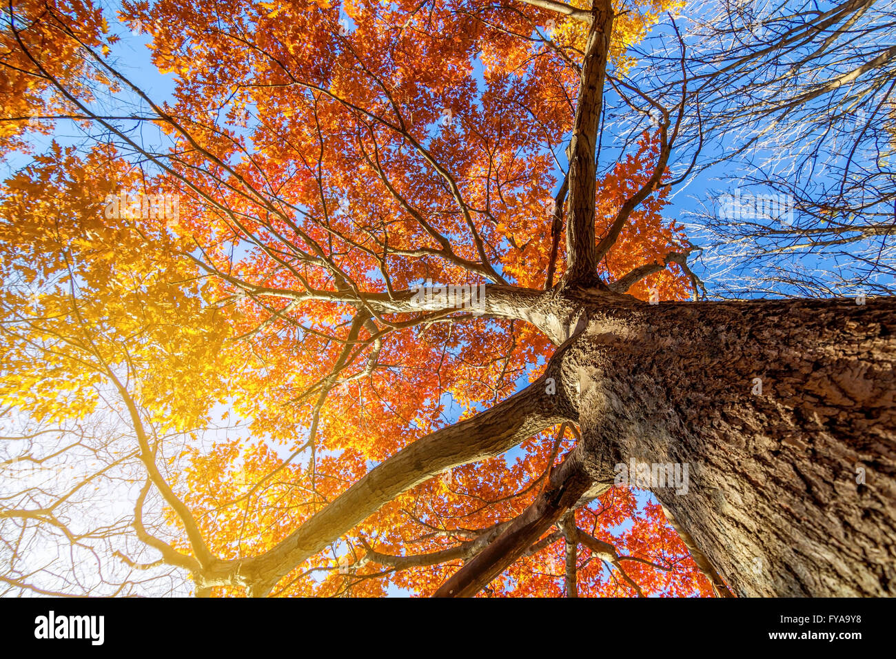 beautiful autumn landscapes and sky in november Stock Photo