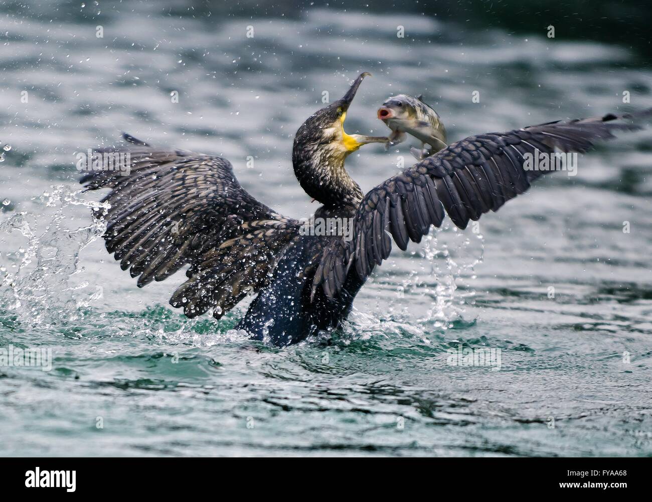 Great cormorant (Phalacrocorax carbo) catching a fish in Li River Stock Photo