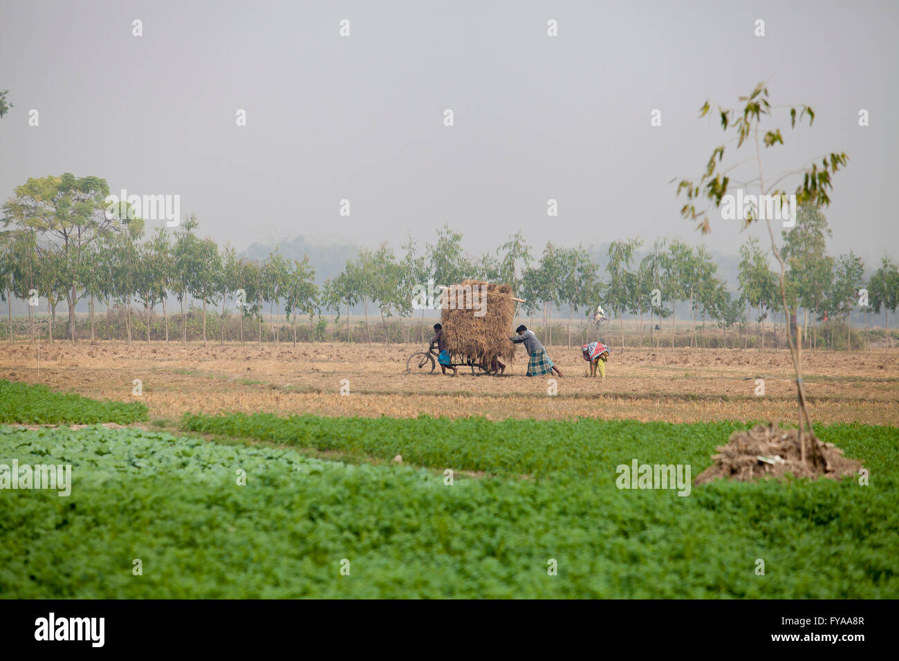 Potato and paddy fields © Jahangir Alam Onuchcha/Alamy Stock Photo