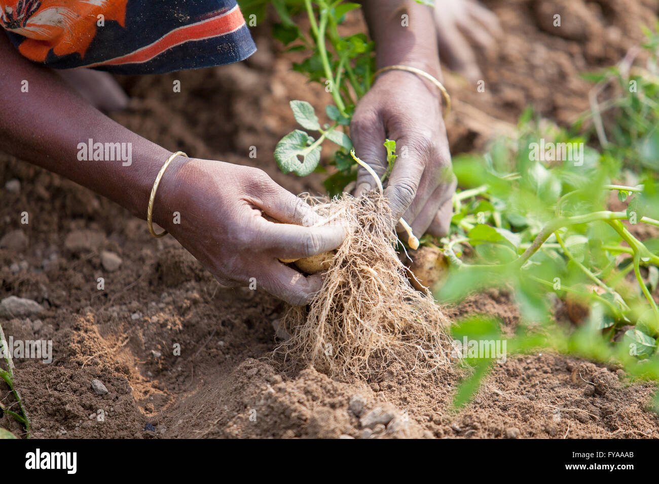 Thakurgong, Bangladesh Potato Field Workers © Jahangir Alam Onuchcha/Alamy Stock Photo