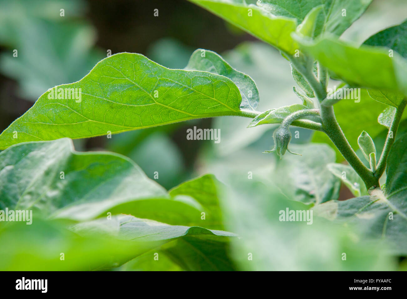 Eggplant flower © Jahangir Alam Onuchcha/Alamy Stock Photo