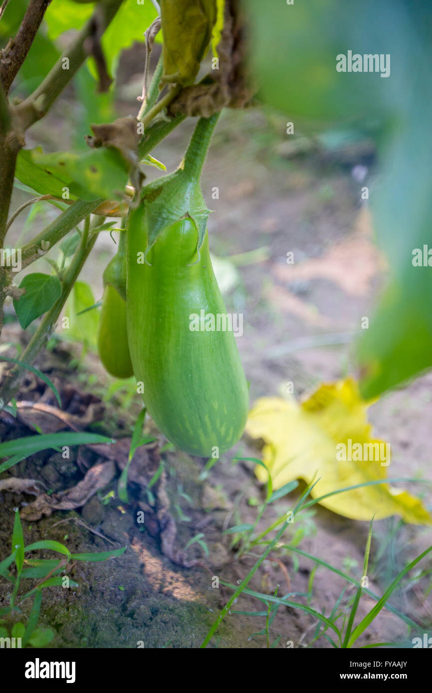 Bangladeshi Eggplant close-up© Jahangir Alam Onuchcha/Alamy Stock Photo