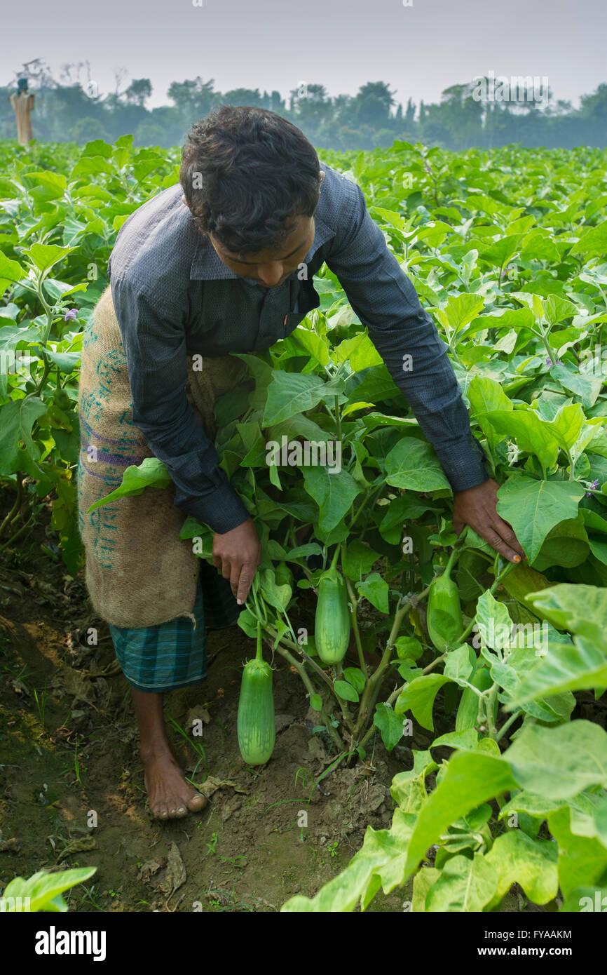 Farmers harvest eggplants in thakurgong, bnagladesh © Jahangir Alam