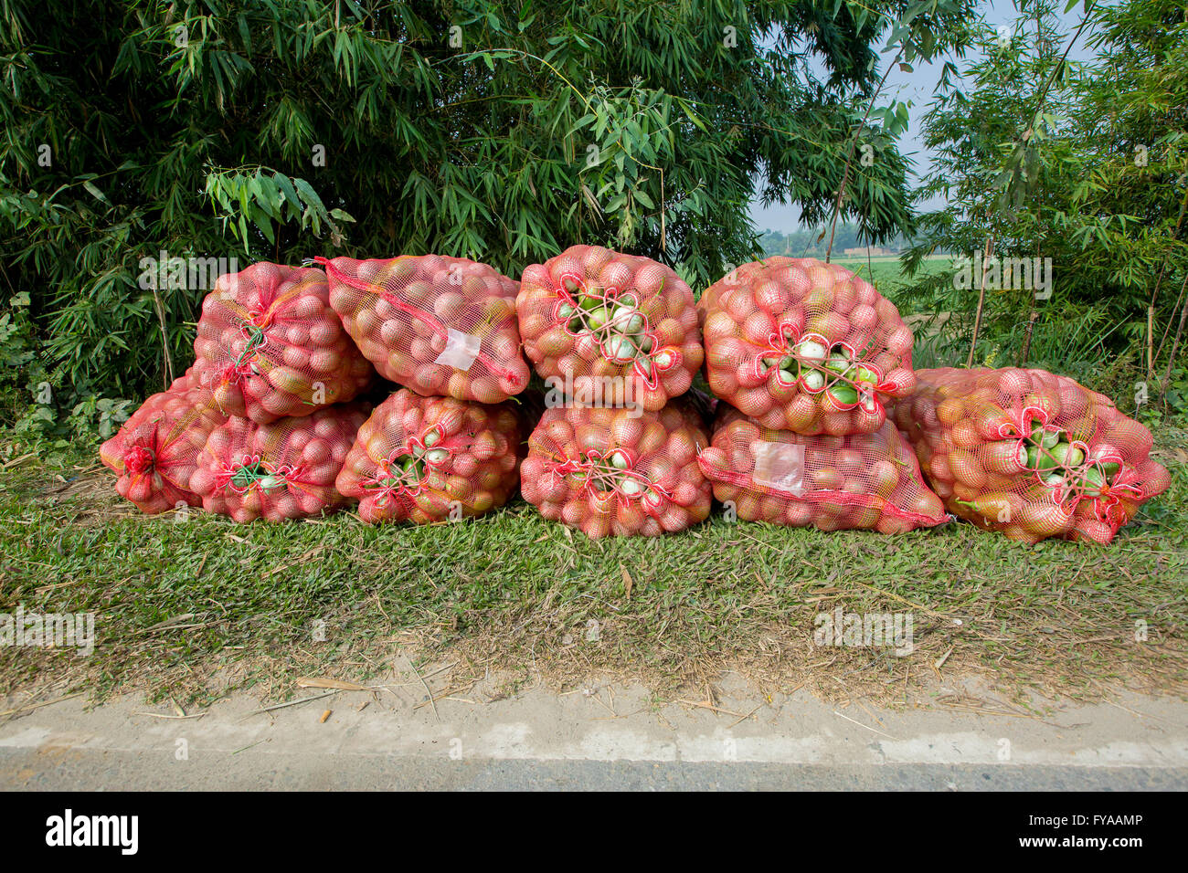 Eggplants in thakurgong, bnagladesh © Jahangir Alam Onuchcha/Alamy Stock Photo