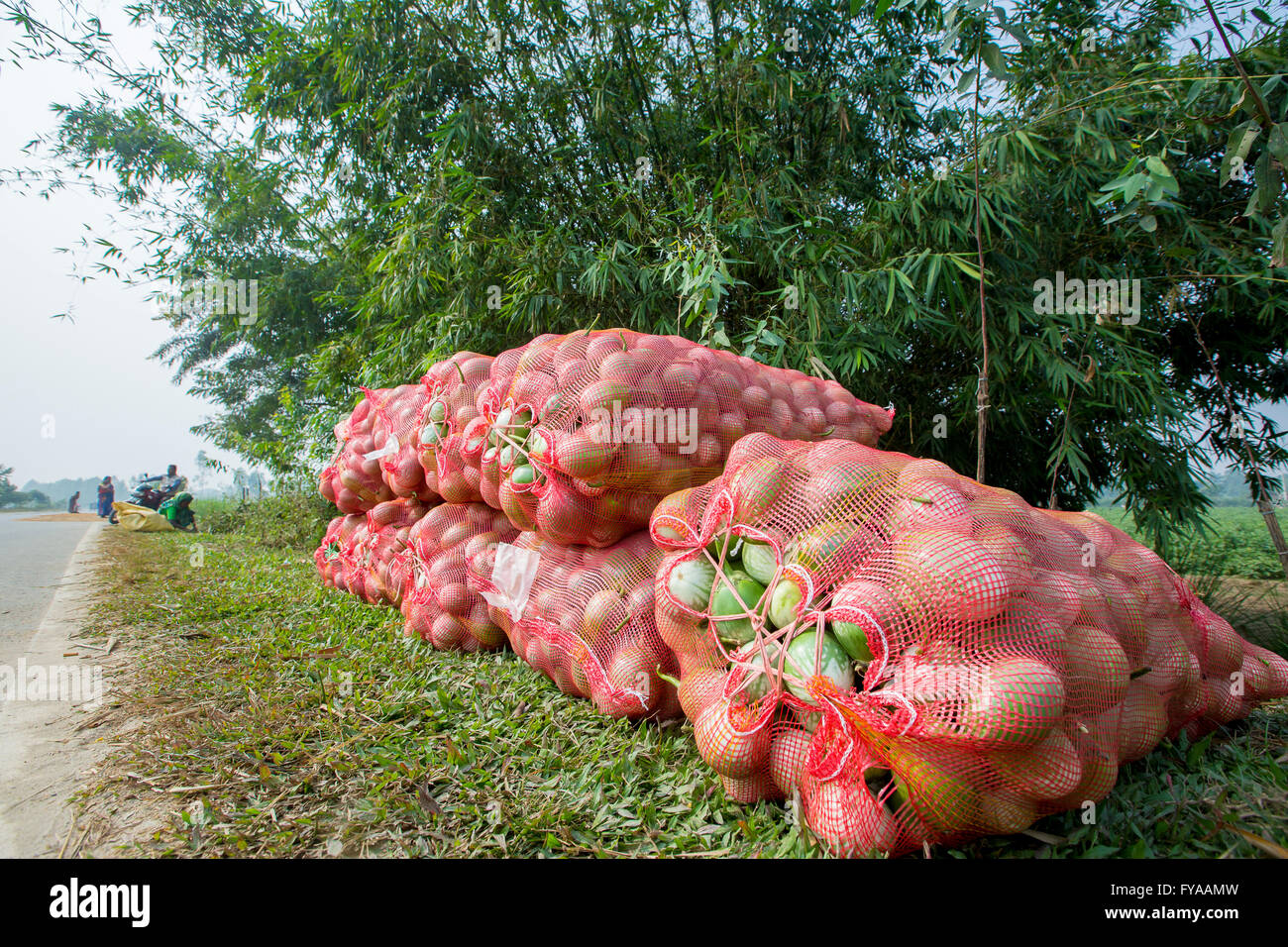 Eggplants in thakurgong, bnagladesh © Jahangir Alam Onuchcha/Alamy Stock Photo