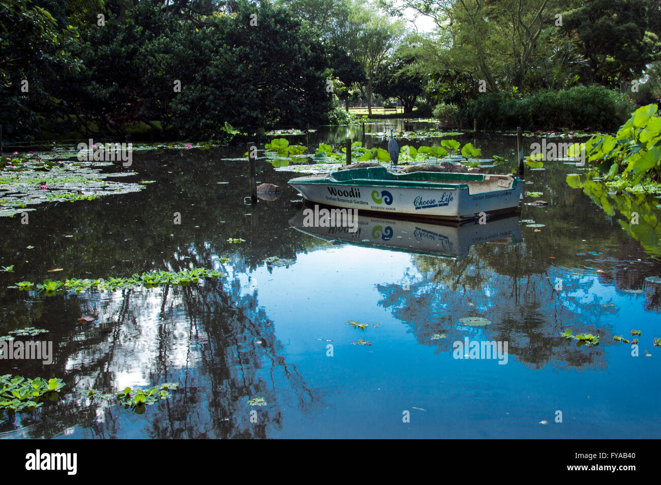 Stork bird and boat on pond in Botanical Gardens Stock Photo