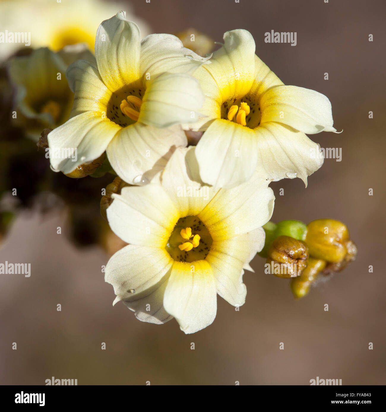 Pale Yellow-eyed Grass or Satin Flower (Sisyrinchium striatum), Münster, North Rhine-Westphalia, Germany Stock Photo