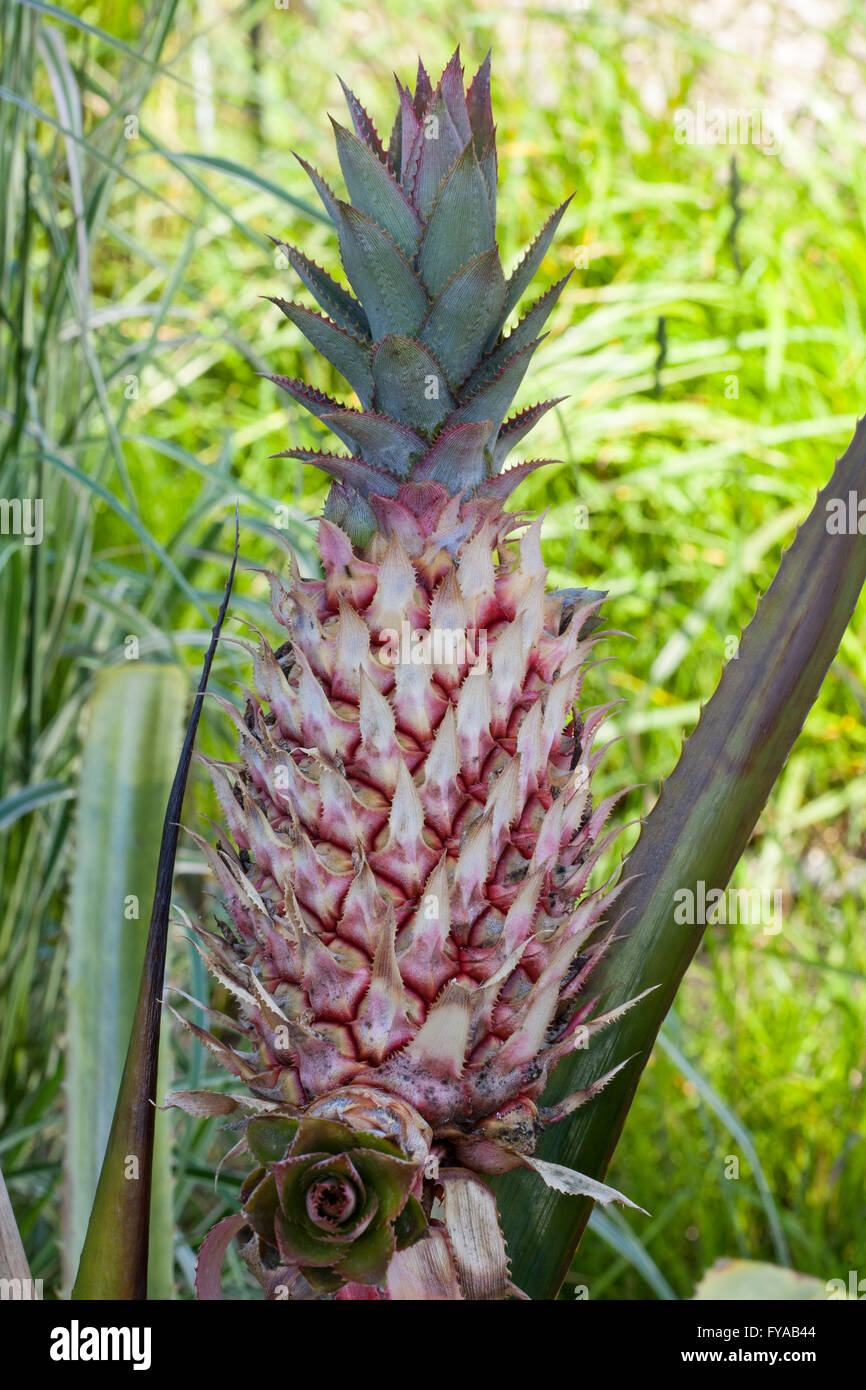 Pineapple (Ananas comosus Stock Photo Alamy
