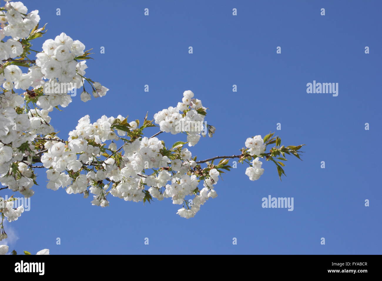 Flowering blossoms on a great, white cherry tree (prunus taihaku) in an urban public park setting - April Stock Photo