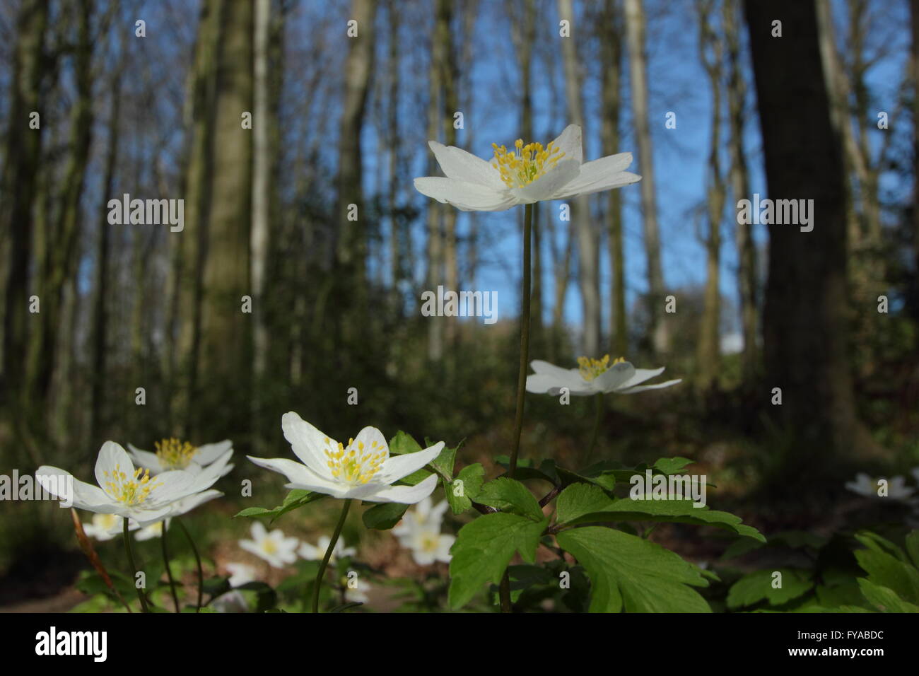 Wood anemones (anemone nemorosa) blossom on the floor of an ancient Derbyshire woodland near Chesterfield in spring - April 2016 Stock Photo