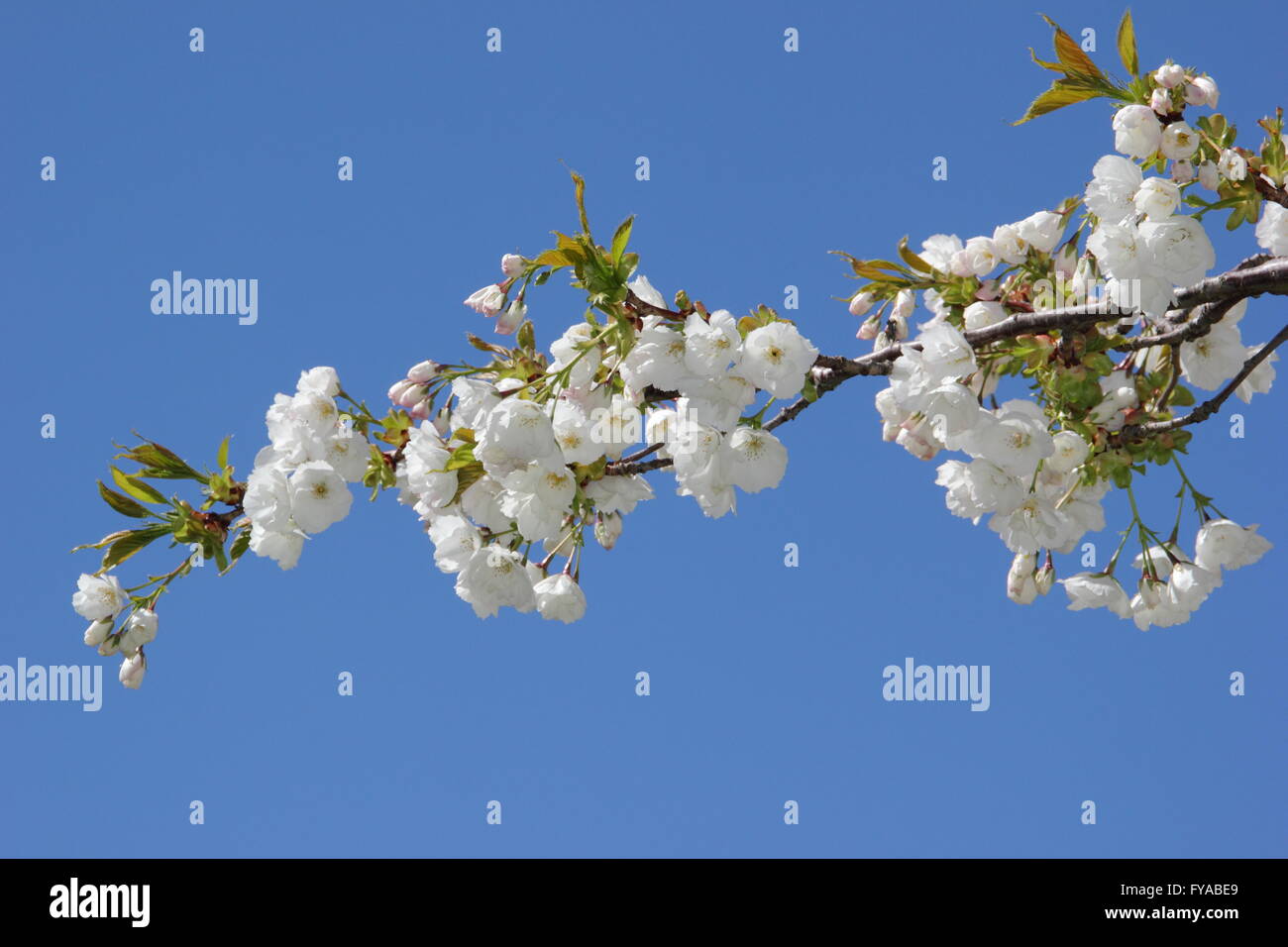 Blossoms on the branch of a 'great, white cherry' (prunus tai haku), in a Nottinghamshire park - April Stock Photo