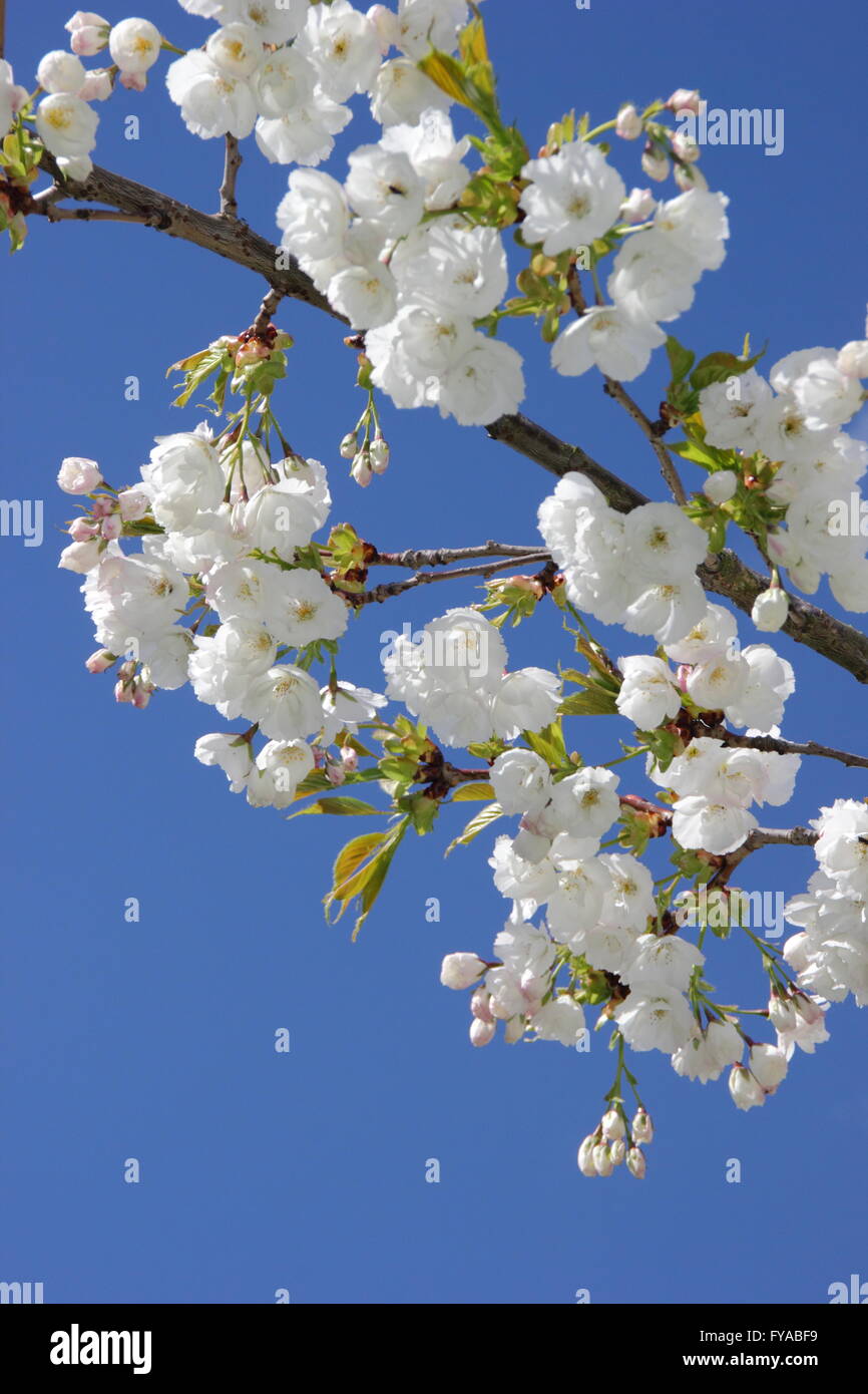 Flowering blossoms on a great, white cherry tree (prunus taihaku) in an urban public park setting - April Stock Photo
