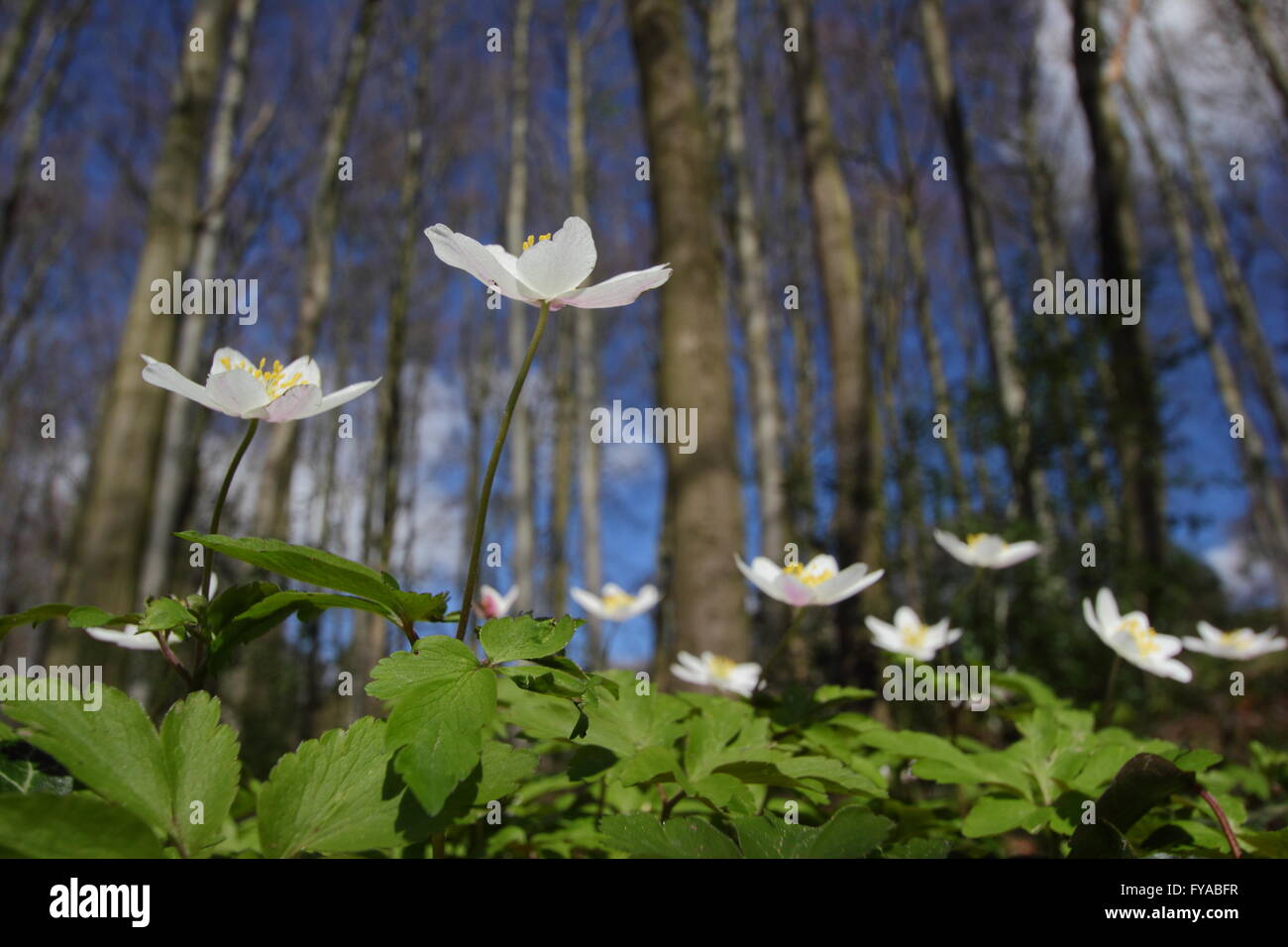 Wood anemones (anemone nemorosa) blossom on the floor of an ancient Derbyshire woodland in