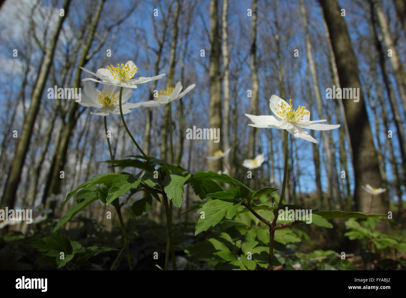Wood anemones (anemone nemorosa) flower on the floor of an ancient Derbyshire woodland on a sunny spring day, England UK - April Stock Photo
