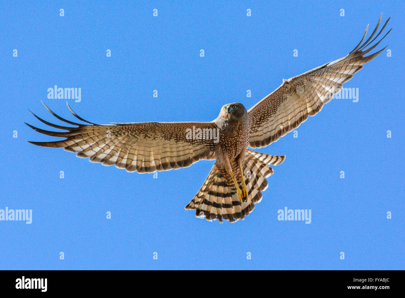 Spotted Harrier Adult. Stock Photo
