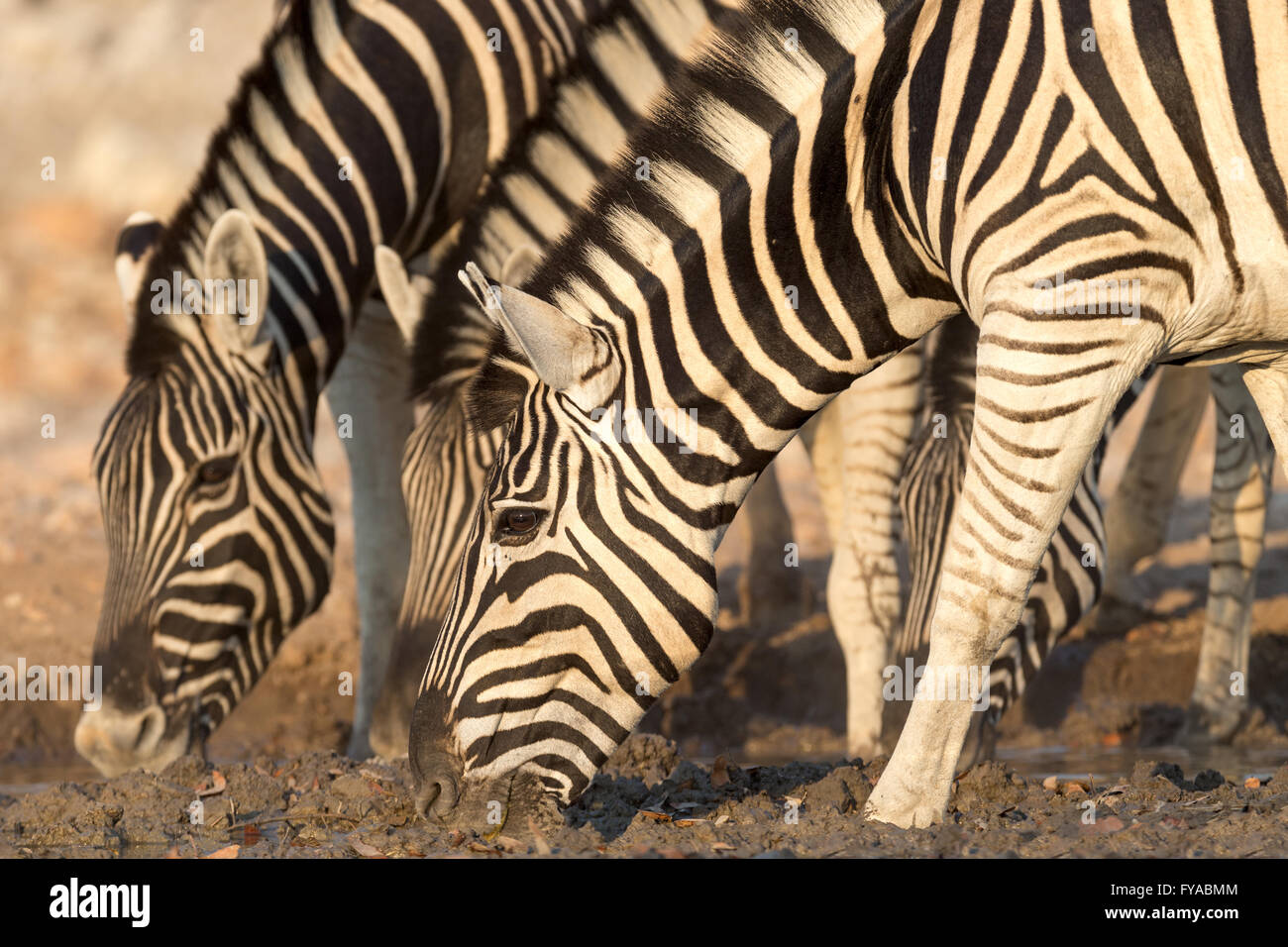 Plain's zebra, Burchell's race, drinking at waterhole, dusk, Etosha National Park, Namibia Stock Photo