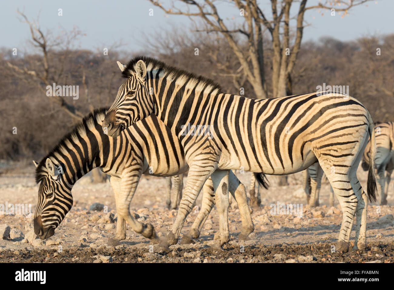 Plain's zebra, Burchell's race, dusk, Etosha National Park, Namibia Stock Photo