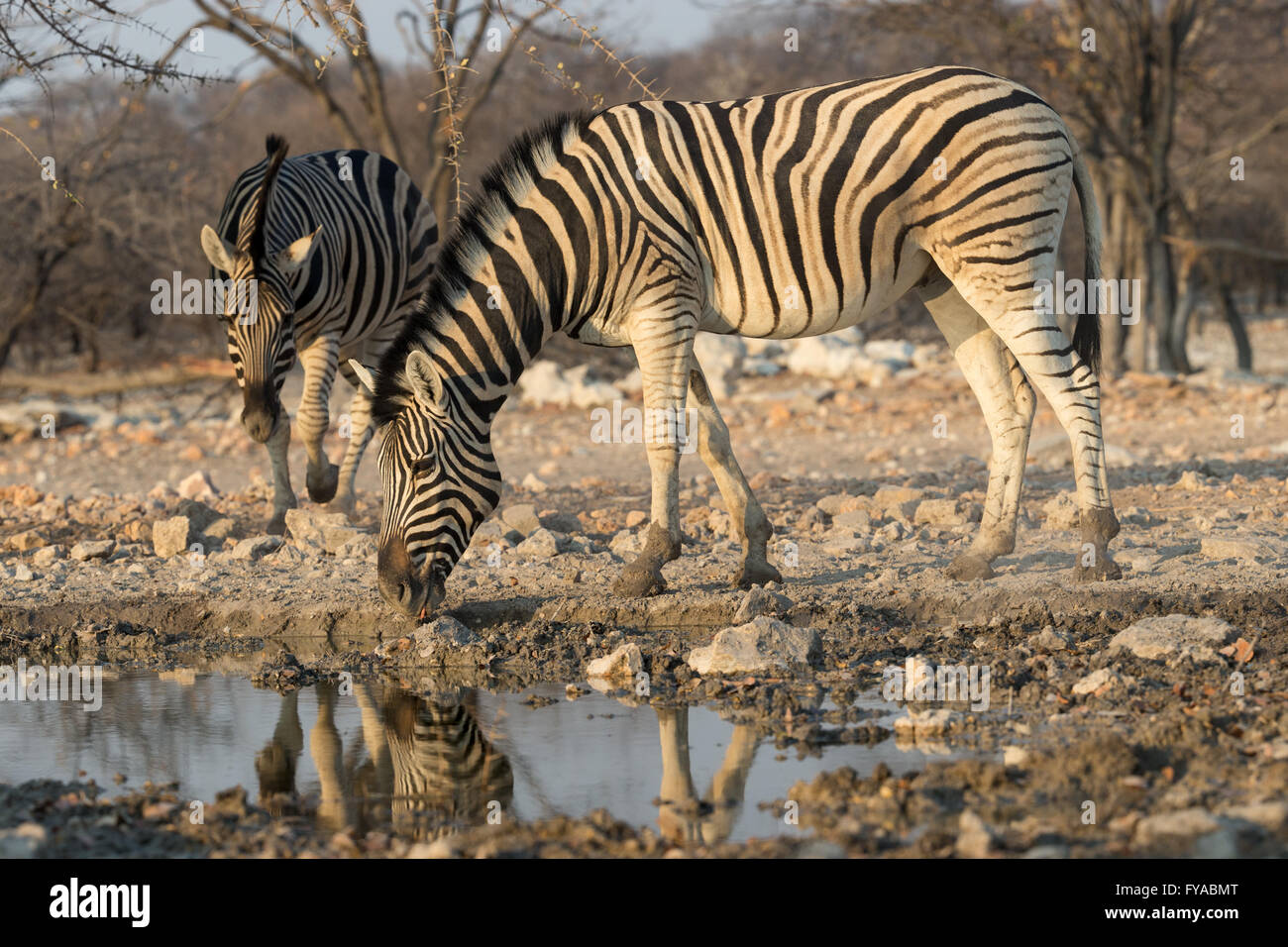 Plain's zebra, Burchell's race, drinking at waterhole, dusk, Etosha National Park, Namibia Stock Photo