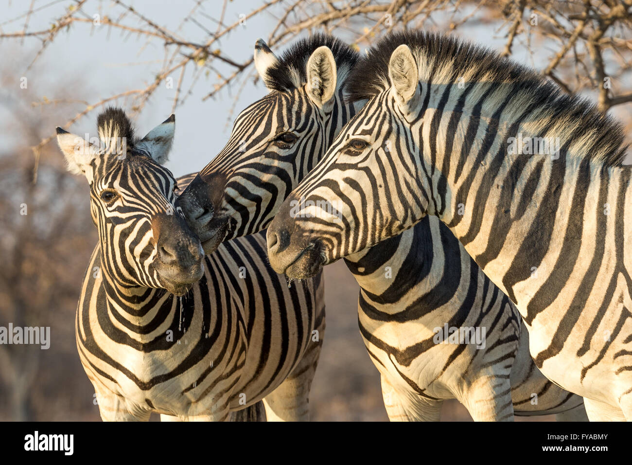 Plain's Zebra, Burchell's race, post drinking, dusk, Etosha National Park, Namibia Stock Photo