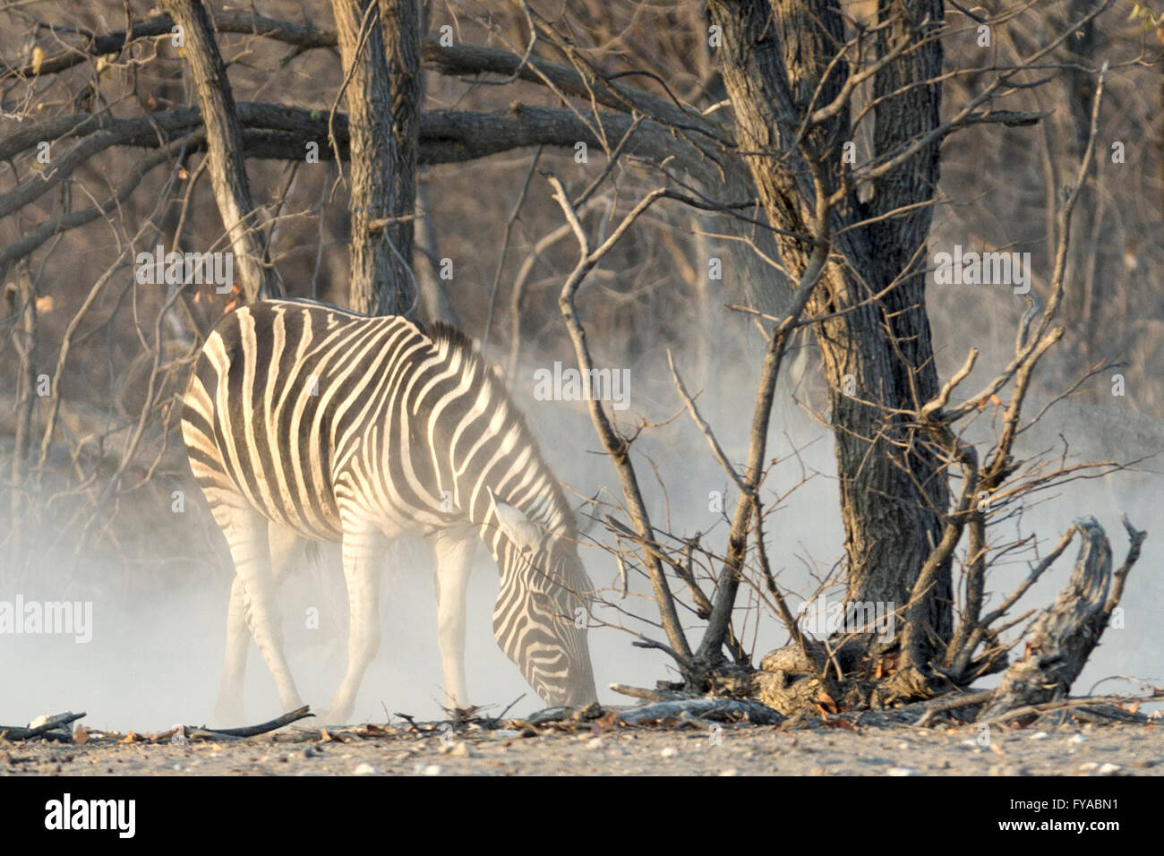Plain's zebra, Burchell's race, just after having a dust bath, dusk, Etosha National Park, Namibia Stock Photo