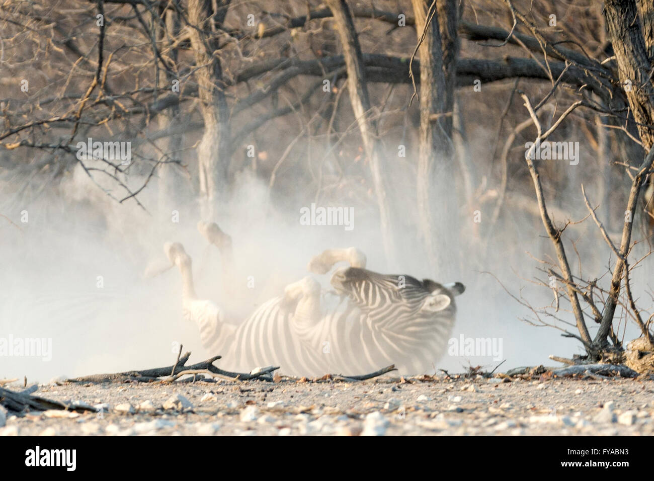Plain's zebra, Burchell's race, rolling in the dust, dusk, Etosha National Park, Namibia Stock Photo