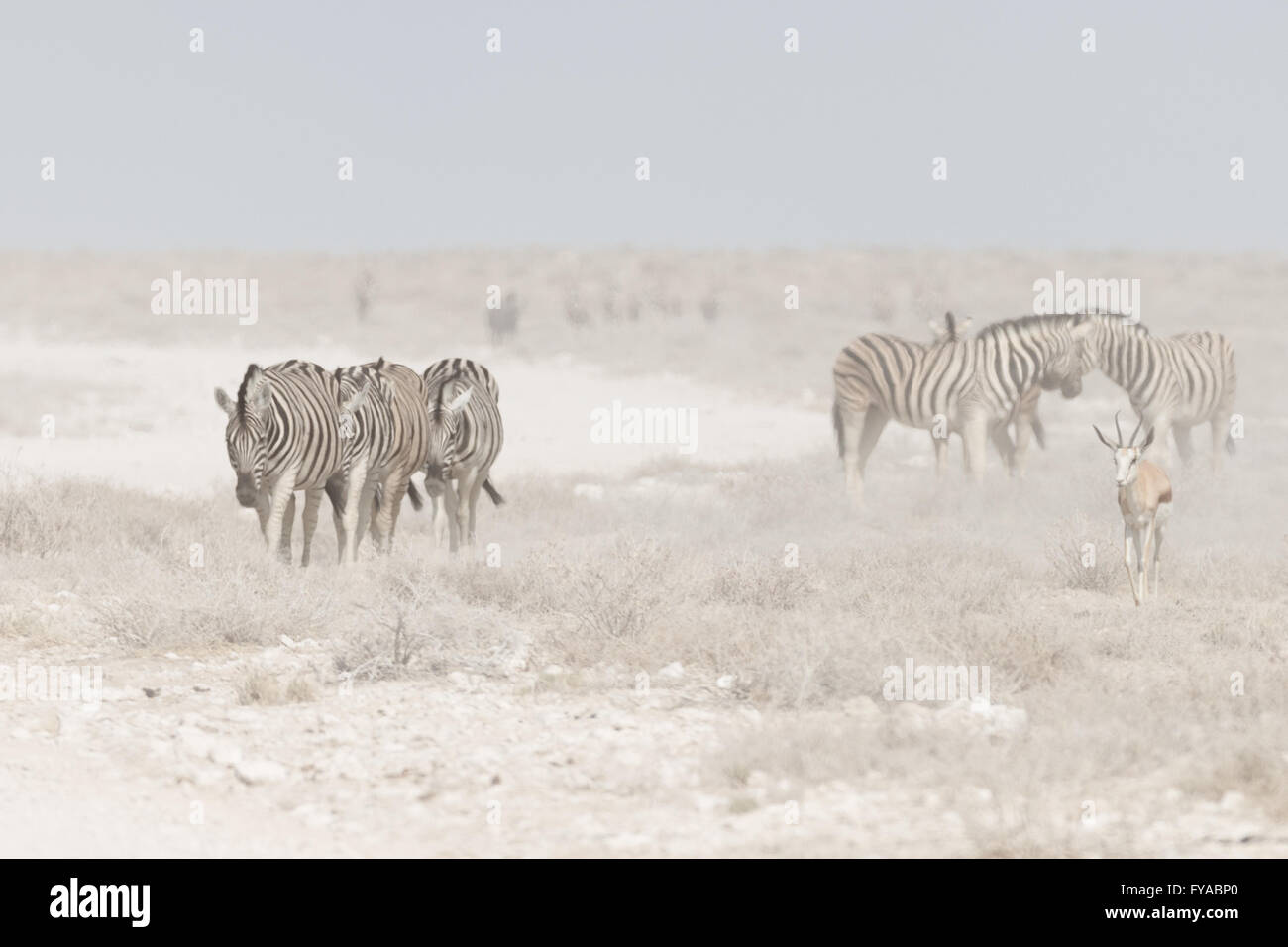 Plain's Zebra, Burchell's race, walking along the road, Etosha National Park, Namibia Stock Photo