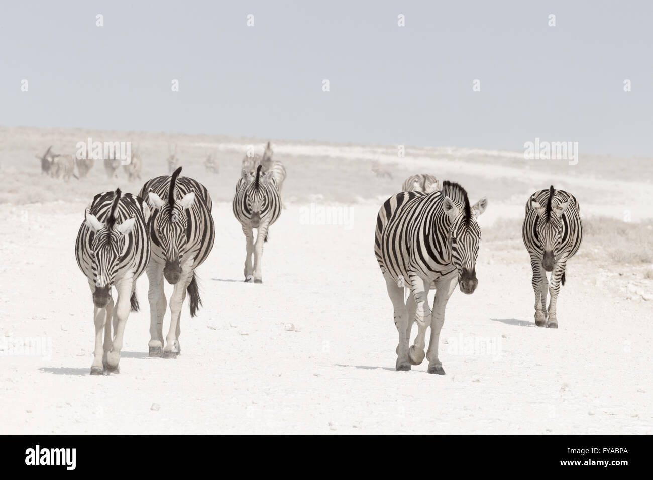 Plain's Zebra, Burchell's race, walking along the road, Etosha National Park, Namibia Stock Photo
