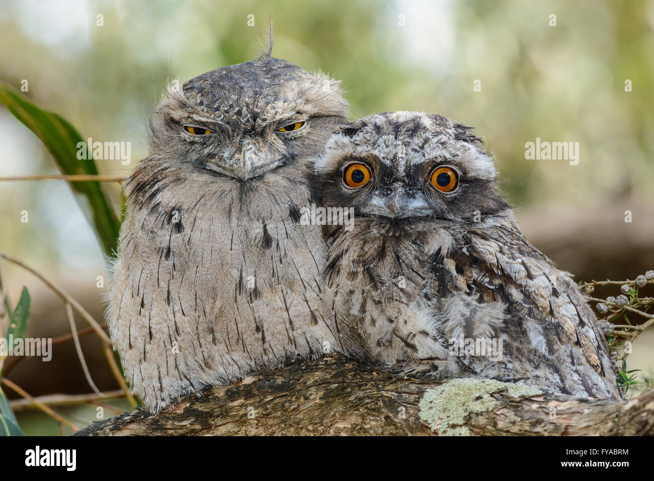 Tawny Frogmouth Chick and Parent. Stock Photo