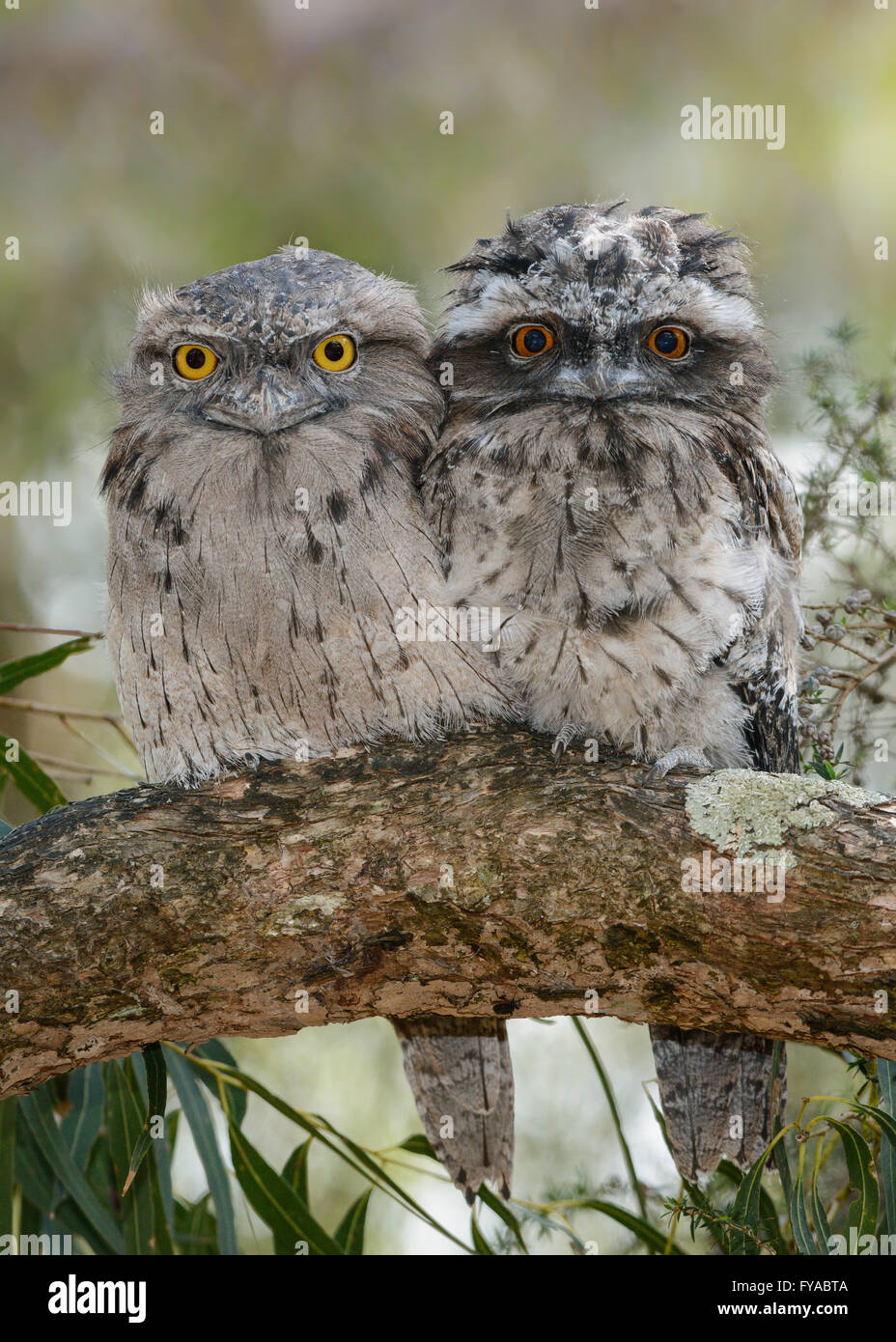 Tawny Frogmouth Chick and Parent. Stock Photo