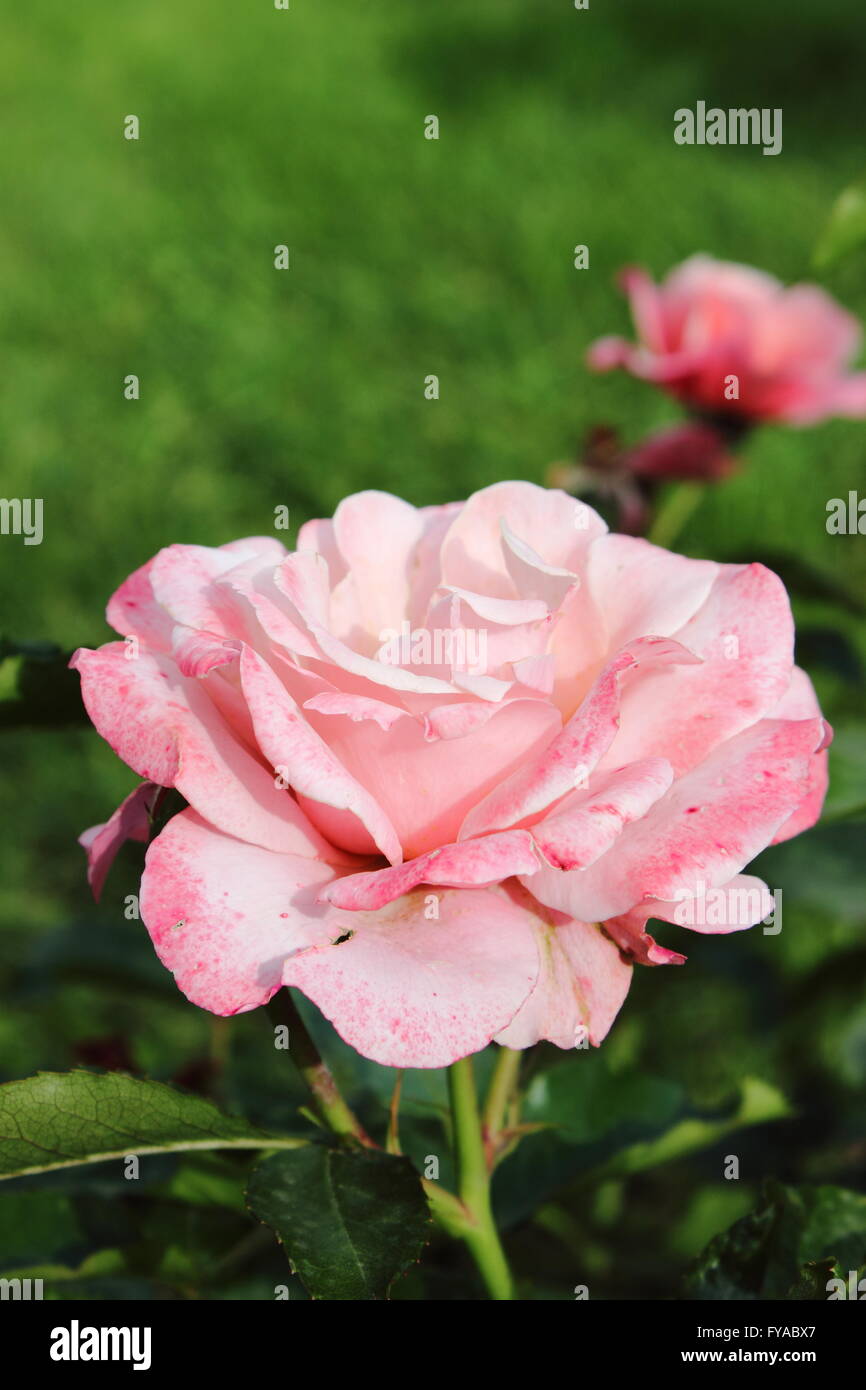 Closeup view of a beautiful pink rose Stock Photo - Alamy