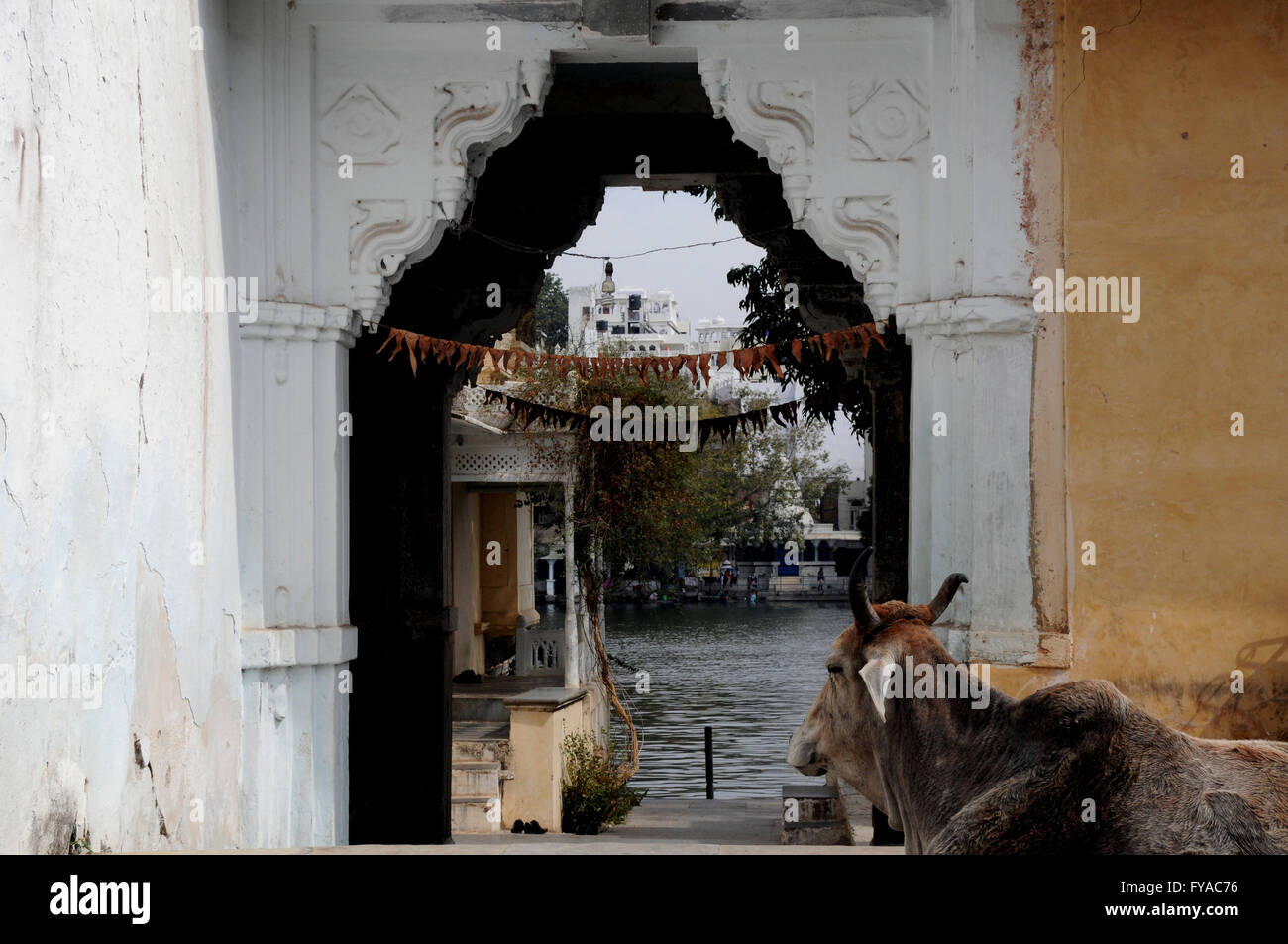 A cow takes it easy at an entrance way down to Pichola Lake in the northern Indian city of Udaipur. Stock Photo